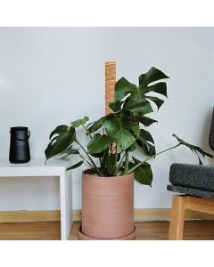 Support Tuteur Pour Plantes NORTENE Coco 100 cm - 140702
