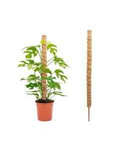 Support Tuteur Pour Plantes NORTENE Coco 150 cm - 140704