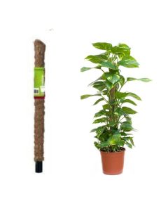 Support Tuteur Pour Plantes NORTENE Coco 60 cm - 140701